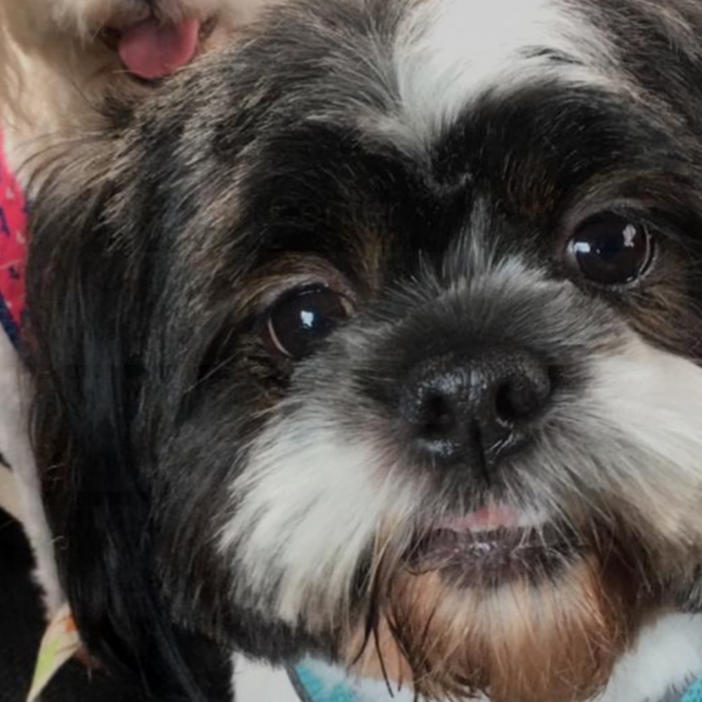 Meet your Posher, Benjamin